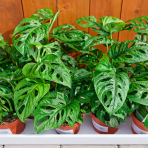 Monstera adansonova (Monstera adansonii) ´MONKEY MASK´ - výška 20-25 cm, kont. C1L